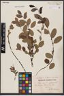 Foto von Salix aurita L. x Salix myrtilloides L.